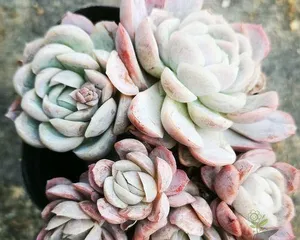 Key points for winter care of succulents (succulent care method that won