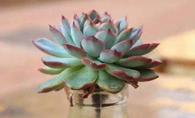 Key points for winter care of succulents (succulent care method that won