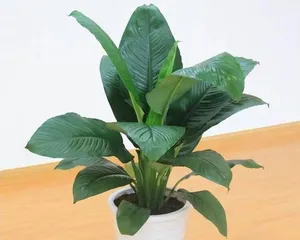 Planting and Care of Evergreen Plants (Bring More Life to Your Home) 1