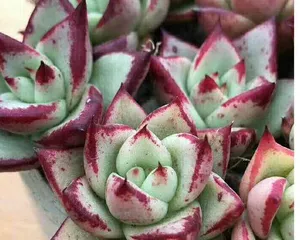 Succulent Ebony how to safely get through the hot summer? (Summer care secrets for Succulent Ebony) 1