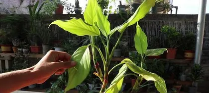 Planting and Care of Evergreen Plants (Bring More Life to Your Home) 2