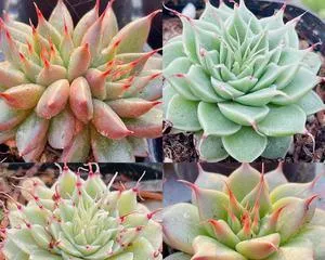 Care Methods for Echeveria 