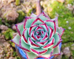 Succulent Ebony how to safely get through the hot summer? (Summer care secrets for Succulent Ebony) 2