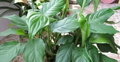 Planting and Care of Evergreen Plants (Bring More Life to Your Home) 3