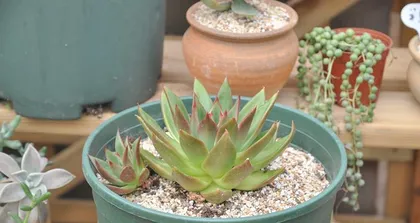 Care Methods for Echeveria 