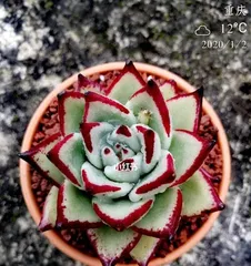 Succulent Ebony how to safely get through the hot summer? (Summer care secrets for Succulent Ebony) 3