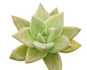 Care Methods for Echeveria 