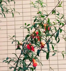 Can You Grow Pomegranate Trees at Home? (A Comprehensive Guide from Seed Selection to Care, Analyzing the Home Care of Pomegranate Trees) 1