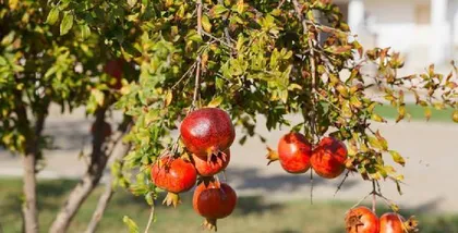 Can You Grow Pomegranate Trees at Home? (A Comprehensive Guide from Seed Selection to Care, Analyzing the Home Care of Pomegranate Trees) 2