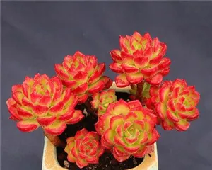 多肉蒂亚怎么养护变红成多头（打造红色多肉盆栽，从多肉蒂亚开始）1