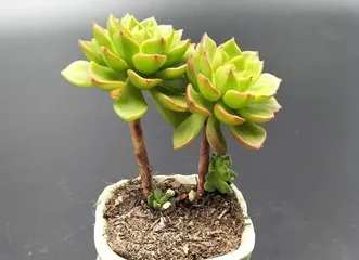 多肉蒂亚怎么养护变红成多头（打造红色多肉盆栽，从多肉蒂亚开始）2