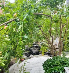 Can You Grow Pomegranate Trees at Home? (A Comprehensive Guide from Seed Selection to Care, Analyzing the Home Care of Pomegranate Trees) 3