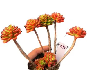 多肉蒂亚怎么养护变红成多头（打造红色多肉盆栽，从多肉蒂亚开始）3