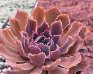 Cultivation methods for Succulent Sunset (Creating exquisite and fresh potted scenery, starting with Succulent Sunset) 1