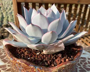 Cultivation methods for Succulent Sunset (Creating exquisite and fresh potted scenery, starting with Succulent Sunset) 2