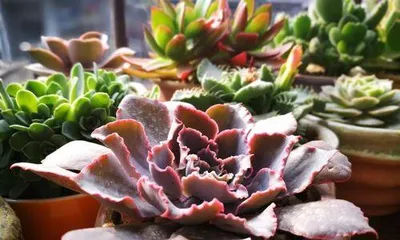 Cultivation methods for Succulent Sunset (Creating exquisite and fresh potted scenery, starting with Succulent Sunset) 3