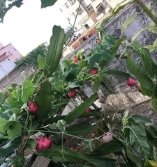 How to Protect Pitaya Through Winter (Winter Care and Protection of Pitaya) 1