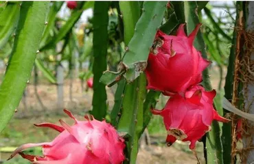 How to Protect Pitaya Through Winter (Winter Care and Protection of Pitaya) 2