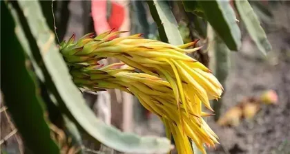 How to Protect Pitaya Through Winter (Winter Care and Protection of Pitaya) 3