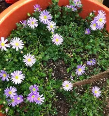 Repotting and Care Tips for Chrysanthemum (Master the correct operation to make Chrysanthemum survive easily) 1