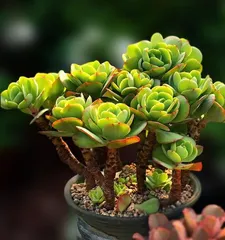 多肉碧桃的养殖方法与养护要点（一起来学习多肉碧桃的养殖技巧吧！）1