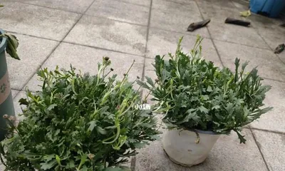 Repotting and Care Tips for Chrysanthemum (Master the correct operation to make Chrysanthemum survive easily) 2