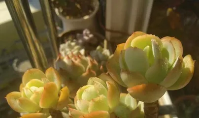 多肉碧桃的养殖方法与养护要点（一起来学习多肉碧桃的养殖技巧吧！）2