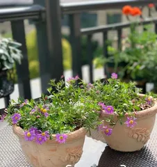 Repotting and Care Tips for Chrysanthemum (Master the correct operation to make Chrysanthemum survive easily) 3