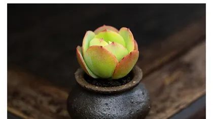 多肉碧桃的养殖方法与养护要点（一起来学习多肉碧桃的养殖技巧吧！）3