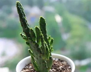 How to Make Epiphyllum Bloom (Care Tips, Growing Environment, Fertilizer Ratio) 1