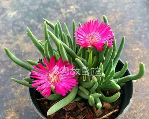 多肉奔龙开花频次及养护（养多肉奔龙，掌握开花规律）1