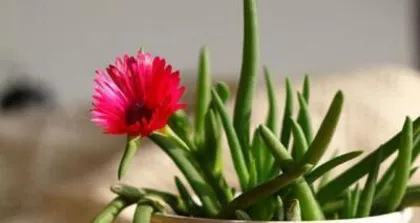 多肉奔龙开花频次及养护（养多肉奔龙，掌握开花规律）2