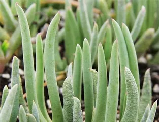 多肉奔龙开花频次及养护（养多肉奔龙，掌握开花规律）3