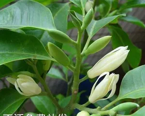 Michelia Planting and Care (Treat Michelia well, let it bloom with a smile) 1