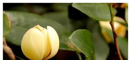 Michelia Planting and Care (Treat Michelia well, let it bloom with a smile) 2