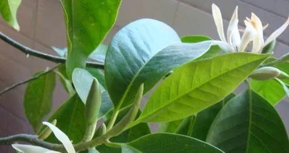 Michelia Planting and Care (Treat Michelia well, let it bloom with a smile) 3