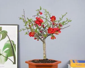 A Complete Guide to Indoor Begonia Care (Can be grown indoors or outdoors, create a beautiful indoor garden) 1