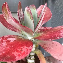 How to Care for Cotyledon orbiculata for Vibrant Blooms (Secrets to Creating Red Succulent Bonsai, Complete Care Guide for Cotyledon orbiculata) 1