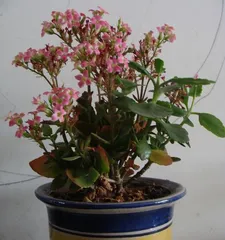 A Complete Guide to Indoor Begonia Care (Can be grown indoors or outdoors, create a beautiful indoor garden) 2