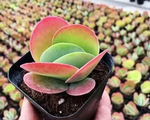 How to Care for Cotyledon orbiculata for Vibrant Blooms (Secrets to Creating Red Succulent Bonsai, Complete Care Guide for Cotyledon orbiculata) 2