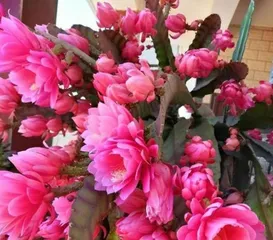 A Complete Guide to Hehua Lingjian Care 1