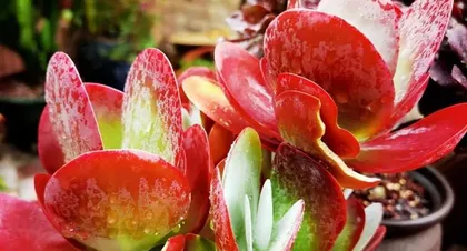 How to Care for Cotyledon orbiculata for Vibrant Blooms (Secrets to Creating Red Succulent Bonsai, Complete Care Guide for Cotyledon orbiculata) 3