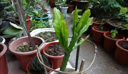 A Complete Guide to Hehua Lingjian Care 2