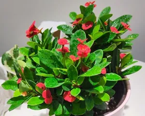 A Complete Guide to Indoor Begonia Care (Can be grown indoors or outdoors, create a beautiful indoor garden) 3