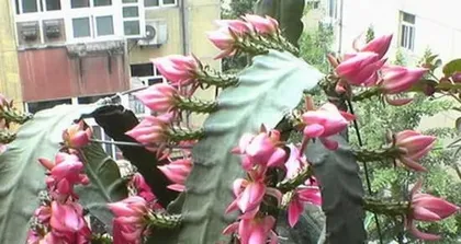 A Complete Guide to Hehua Lingjian Care 3