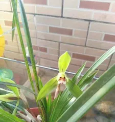 Planting and Care of Lotus (Lotus Cultivation Methods and Precautions) 1