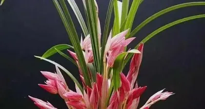 Planting and Care of Lotus (Lotus Cultivation Methods and Precautions) 2