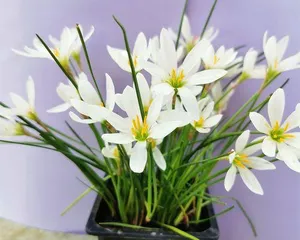 Planting and Care of Lotus (Lotus Cultivation Methods and Precautions) 3