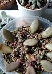 Graptopetalum paraguayense Repotting and Care Guide (How to Repot Graptopetalum paraguayense Correctly for Healthy Growth?) 1