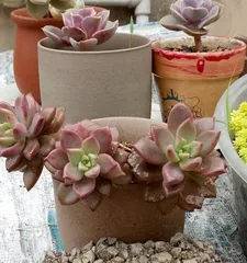 Graptopetalum paraguayense Repotting and Care Guide (How to Repot Graptopetalum paraguayense Correctly for Healthy Growth?) 2